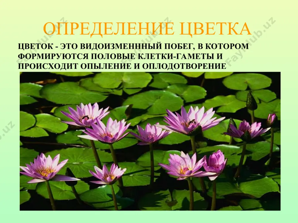 цветок - Page 5