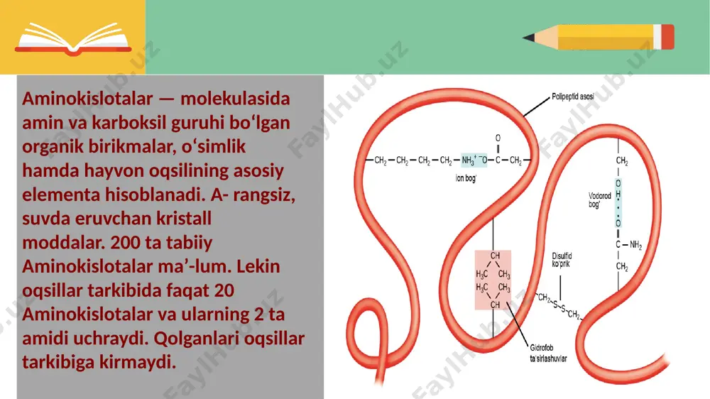 liklar oʻzi uchun zarur boʻlgan barcha azotli birikmalarni sintezlash qobiliyatiga ega aminokislotalar sintezi jarayonida ammiakli azot organik birikmalarga aylanadi. oʻsimliklarda hosil boʻlgan aminokislotalar uzluksiz almashinib turadi. ular asosan, oqsillar sintezi uchun sarfla-nadi, shuningdek, dekarboksillanishi, azot asoslari va boshqa birikmalar sintezi uchun ishlatilishi, aminogruppani ajratib yuborishi, toʻliq oksidlanishi va organizm uchun energiya manbai boʻlib xizmat qilishi mumkin. part 03 . koʻpchilik aminokislotalar tibbiyotda, chorvachilikda, shuningdek oziq-ovqat va mikrobiologiya sanoatida qoʻllaniladi. hozir aminokislotalardan oʻgʻit sifatida ham foydalanilmoqda. aminokislotalar — molekulasida amin (~nh2) va karboksil (-soon) guruhlari bor organikalik qoʻshlishlar: h2n-ch2-cooh (aminsirka kislotasi (glitsin)) barcha oqsillarning asosiy qurish elementlari aminokislotalar ekanligi koʻpdan beri maʼlum boʻlsa ham, toʻla aminokislota tarkibi faqat image1.png image2.png image3.jpeg image4.png image5.png image6.png image7.jpeg image8.jpeg image9.png image10.jpeg image11.jpeg image12.jpeg image13.jpeg image14.png