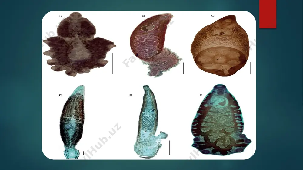lanadi. lichinkalar shilliq ichida rivojlanish bilan birga kopaya boshlaydi. bu davrda lichinka tanasida yana kop lichinkalar hosil boladi. bu lichinkalar dumli bolib, serkariy deb ataladi. ular molluska tanasidan suvga chiqadi va birmuncha suzib yurgach, dumini tashlaydi, qalin qobiqqa oralib, sista hosil qiladi. sistalar suv yuzasida qalqib yurishi yoki osimliklarga yopishib olishi mumkin. bunday sista suv yoki oziq bilan hayvonlarning ichagiga tushib qolganida uning qobigi erib, lichinkalar ichak boshligiga chiqadi. lichinka ichak devoridan qon orqali jigarga boradi va ot yollariga yopishib, parazitlik qilishga otadi. shunday qilib, jigar qurti ikkita organizmda rivojlanadi. u jinsiy voyaga yetgan davrida turli chorva mollari va yovvoyi hayvonlar, ba'zan odam jigari ot yo’llarida parazitlik qiladi. shuning uchun odam va sutemizuvchi hayvonlar jigar qurtining asosiy xojayini hisoblanadi. parazit lichinkasi suv shilligi tanasida parazitlik qiladi. suv shilligi jigar qurtining oraliq xojayini boladi. jigar qurti chorva mollari va uy hayvonlarida keng tarqalgan xavfli parazit hisoblanadi. odam ham dalada kolmak suvlardan …