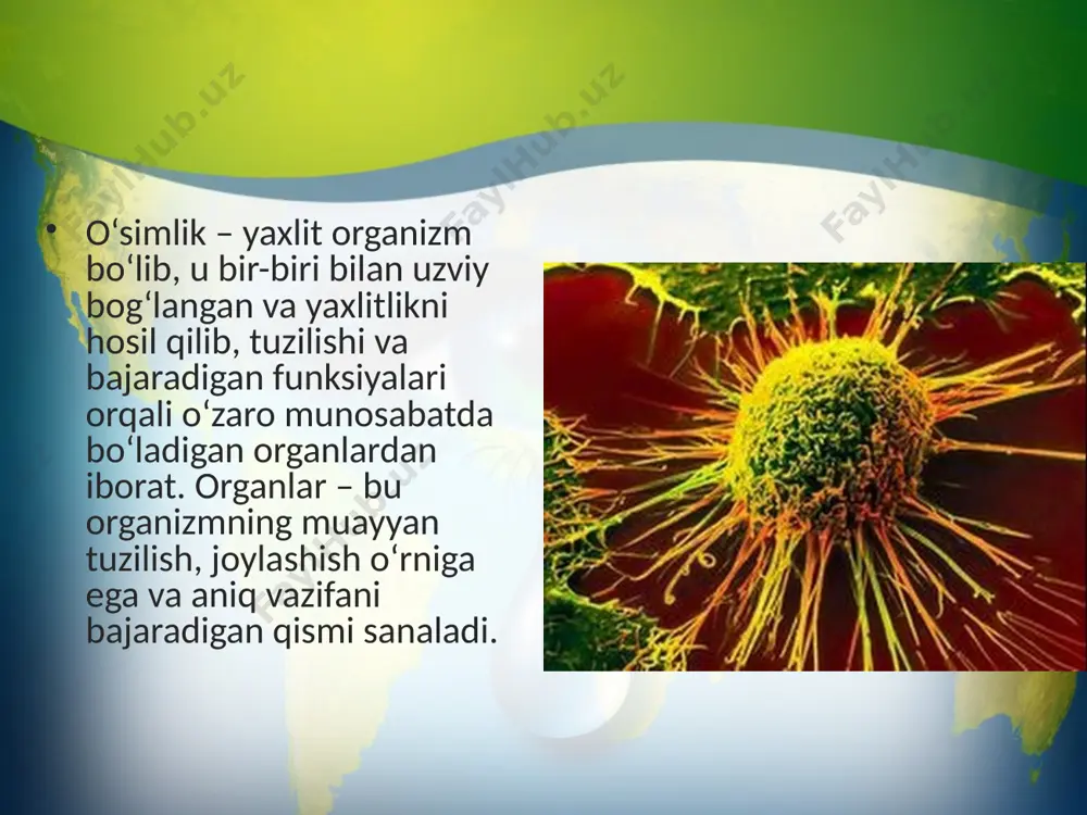 an organlarning vujudga kelishi ular tanasi tuzilishining takomillashuvi va funksiyalarning taqsimlanishi, to‘qimalarning murakkablashuvi juda uzoq davom etgan o‘simliklar dunyosining evolutsiyasi sanaladi. o‘simliklarning yerosti va yerusti qismlarining tashqi muhitdan hayot faoliyati uchun zarur bo‘ladigan anorganik moddalar (mineral tuzlar, suv, karbonat angidrid), fotosintezda sintezlangan organik birikmalarni barcha hujayralarga yetkazilishini ta’minlaydigan o‘tkazuvchi to‘qimaning hosil bo‘lishi ular hayotining davomiyligini ta’minlagan. paleozoy erasining devon davrida yo‘sinlar, plaunlar, qirqbo‘g‘imlar, qirqquloqlar vujudga kelgan. yo‘sinlar rizoidlar, sodda tuzilishga ega poya va barglardan iborat. ularning barglari fotosintezni amalga oshiradigan bir qavat hujayradan iboratligi va poyasida o‘tkazuvchi to‘qimaning bo‘lmasligi ularning sodda tuzilishga ega ekanligini ko‘rsatadi. paleozoy erasining perm davridagi quruq va sovuq iqlim urug‘li qirqquloqlarga va ulkan qirqquloqlarga salbiy ta’sir ko‘rsatadi va ular qirilib ketadi. ochiq urug‘li o‘simliklarning suvni kam bug‘latishga moslashgan vakillari, plaunlar, qirqbo‘g‘imlar, qirqquloqlarning esa o‘t shakllari saqlanib qoladi. mezozoy erasining trias davri boshlangan paytda hozirgi ochiq urug‘li o‘simliklar hukmronlik qila boshlaydi. qadimgi ochiq urug‘lilardan kordait, bennetit kabilar …
