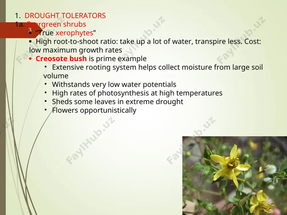 ts rosettes initially for warmth; elongate later solar tracking of leaves (heliotropism) to maximize light collection during the short wet period, which is the only growing season summer annuals seeds germinate after heavier rains in summer may be c4 plants grow rapidly away from soil surface high photosynthetic rates on bright days seeds must withstand herbivory; high diversity of annuals correlates with rodent diversity! 10/24/07 * 3. halophytes  salt tolerant plants: saltbush, greasewood, saltgrass, and many others salt secreting glands on leaves of some species  osmoregulation: organic acids and soluble carbohydrates create a high solute concentration in their cells. why?  some think that cam evolved first in response to salinity palisade tissue hypodermis thick-walled fibers protect midvein four-wing saltbush salt-secreting glands