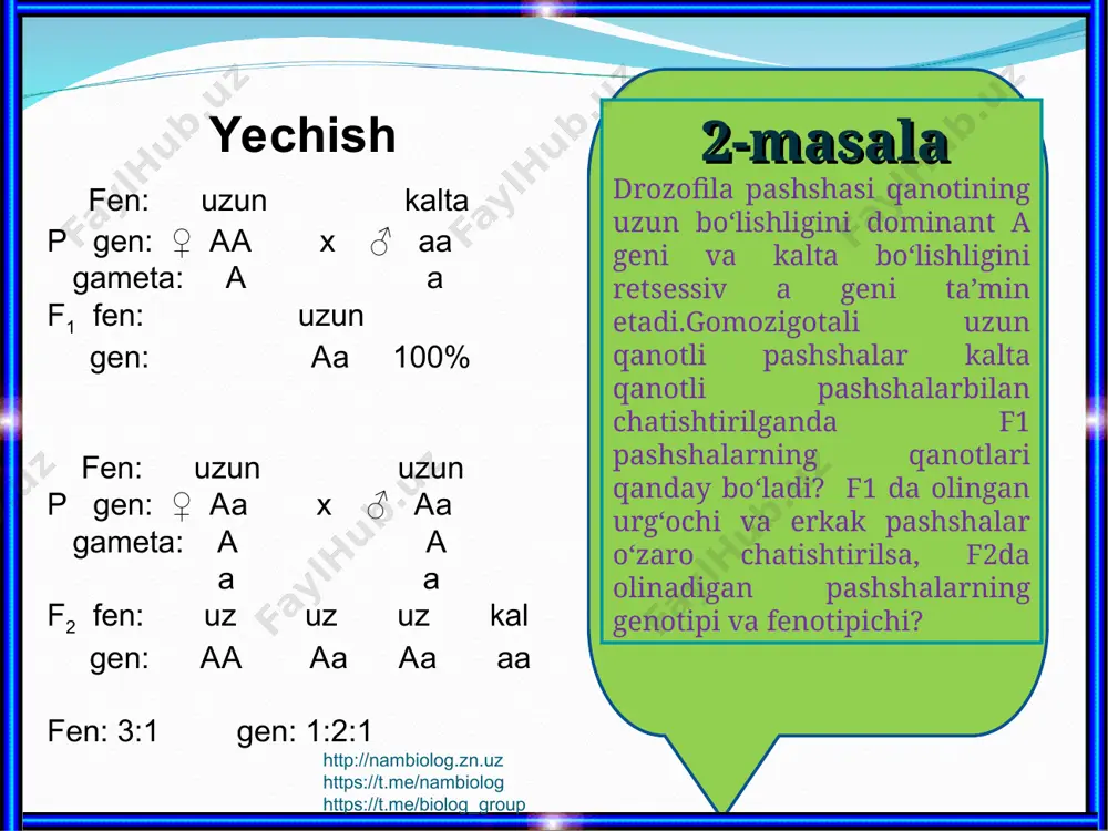oq kalta, qizil gen: ♀ aabb x ♂ aabb gametalar: http://nambiolog.zn.uz https://t.me/nambiolog https://t.me/biolog_group f1 ab ab aabb http://nambiolog.zn.uz https://t.me/nambiolog https://t.me/biolog_group yechish p fen: uzun, qizil uzun, qizil gen: ♀ aabb x ♂ aabb fen: 9:3:3:1 16 ta o’simlikdan 9 ta uzun poya,qizil gultojbarg d) 720 tadan x ta x = (720x9) : 16 x = 405 ta uzun poya, qizil gultoj 16 ta o’simlikdan 3 tasi uzun poya, oq gultoj 720 tadan x tasi x= (720x3) : 16 x = 135 ta o’simlik uzun poya, oq gultoj http://nambiolog.zn.uz https://t.me/nambiolog https://t.me/biolog_group f1 ab ab ab ab ab uz,qiz aabb uz,qiz aabb uz,qiz aabb uz,qiz aabb ab uz,qiz aabb uz,oq aabb uz,qiz aabb uz,oq aabb ab uz,qiz aabb uz,qiz aabb kal,qiz aabb kal,qiz aabb ab uz,qiz aabb uz,oq aabb kal,qiz aabb kal,oq aabb http://nambiolog.zn.uz https://t.me/nambiolog https://t.me/biolog_group uyga vazifa 1-masala. qo’yidagi genotiplar qanday gametalar hosil qiladi? aabbccdd aabbcc aabbccdd 2-masala. itlar yungining qora …