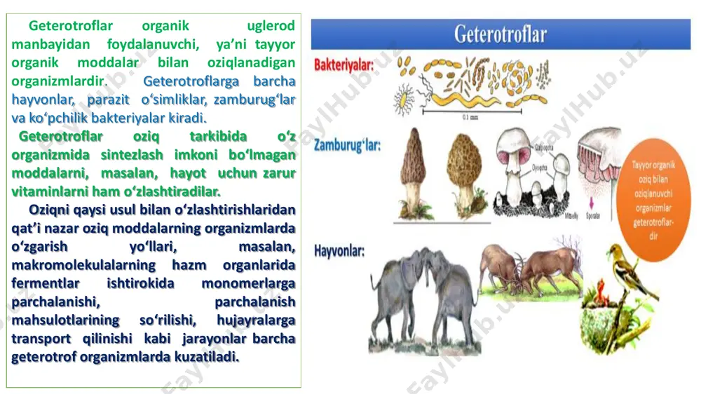 tirik organizmlarning oziqlanishga ko‘ra turlari - Page 4