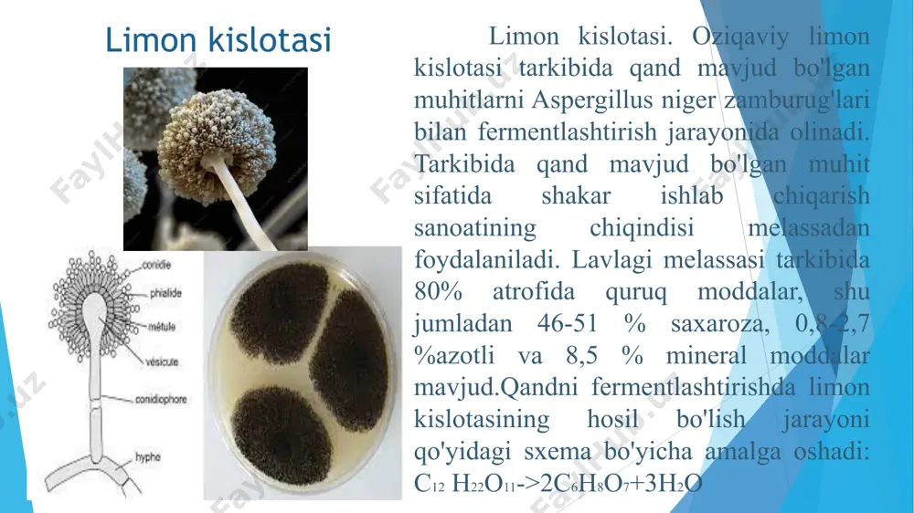 tlari ishlab chiqarishda va novvoylik sanoatida qo'llaniladi.oziqaviy sut kislotasi tarkibida uglevod mavjud bo'lgan xom ashyolarni delbryuk gomofermentativ sut kislotasi bakteriyalari (laktobacillus delbrueckii) yordamida bijg'itish yo'li bilan olinadi va suvli eritmadan iborat bo'ladi. sut kislotasi ishlab chiqarish uchun xom ashyo sifatida shakarqamish, oqlangan patoka va shakar lavlagi ishlatiladi. shakarqamish shakari tarkibida 99,4-99,6 % quruq moddalar, shu jumladan 96,5-98 % saxaroza mavjud. rafinad patokasi qand-rafinad ishlab chiqarish sanoatining chiqindisi bo'lib, tarkibida 72 % quruq moddalar, shu jumladan 49 % saxaroza bo'ladi. gomofermentativ sut kislotali bijg'ish quyidagi tarzda borishi mumkin: c6h12o6->2c3h6o3 + 94 kdj. sut kislotali bijg’ish jarayonida qatnashuvchi bakteriyalar: a - streptokokkus laktis (streptococcus lactis); b - bakterium bulgarikum (lactobacterium bulgaricum). sut kislota hosil bo’lganligini aniqlash uchunv - bakterium kukumeris fermentati g - bakterium koli (bacterium cucumeris fermentate) (bacterium coli) uffelbman reaksiyasi o’tkaziladi. buning uchun probirkaga fenolning 1%li eritmasidan 3 ml quyib, unga bir necha tomchi g’esb eritmasi qo’shilsa, aralashma ko’k rangga …
