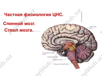 частная физиология цнс — PPT