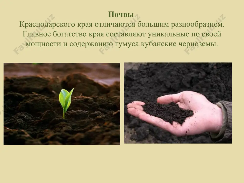 ние цветущего растения на букеты, нарушение условий произрастания в результате хозяйственной деятельности, вытаптывание, выкопка корневищ в лекарственных целях «народными целителями – причины исчезновения» пион кавказский paeonia caucasica (schipcz.) schipcz высота – 50–60 см. цветки крупные, ярко пурпурно-красного цвета, лепестки до 6 см длиной. произрастает по опушкам, в лиственных лесах , сосновых, можжевеловых редколесьях. численность резко сокращается в связи с возрастающими рекреационными нагрузками, хозяйственным освоением горных склонов (рубки, сбор на букеты, в качестве лекарственного растения, строительство трубопроводов, прокладка дорог, курортное строительство). решеточник красный clathrus ruber battara гриб с плодовыми телами средних размеров. цвет от лососево-розового до ярко-алого, иногда беловатый или желтоватый, при созревании расправляющийся в полый сетчатый купол. обнаружен в широколиственных лесах из дуба и граба. термофильный вид, требователен к температурному режиму. нормативные и правовые акты, регламентирующие охрану и эксплуатацию представителей форм жизни, охраняемых государством (рф) 1. красная книга краснодарского края (животные) / адм. краснодар. края: [науч. ред. а.с. замотайлов]. изд. …