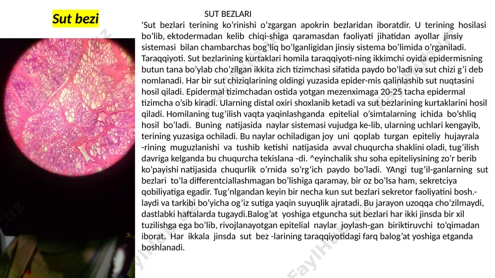 bo’yicha urug’ pu -fakchalari bilan bir xil bo’lgani uchun u qo’shimcha pufakchalari ham deb nomlanishi mumkin. boshqalari esa, prostata bezining bez naylarini eslatadi. har ikkalasining devorida silliq mu -shak tolalari yotadi bachadon bachadon (uterus) bachadon qin bilan birgalikda myuller naylarining pastki bo’limidan hosil bo’ladi. embrional taraqqiyotning 3-oyida bu bo’limlar o’zaro qo’shiladi va bachadon -qin kanalini hosil qiladi. bu kanalning distal bo’limi qinning hosil bo’lish qismi hisob-lansa, kranial bo’limidan bachadonning bo’yin qismi rivojlana-di. bo’yin qismidan tomonlarga myuller nayining qo’shilmagan qismi ketadi. bachadonning bo’yniga yaqin qismlari yaqinlashish-da davom etib qo’shiladi va shu erda bachadon tubini hosil qiladi. boshlanishda bachadon mezenxima bilan o’ralgan epitelial naydan iborat bo’ladi. 12-haftada bachadon murtagida mezenxima tomon io’nalgan bo’lg’usi bachadon qismining bezlari eiitelial o’simta eifatida o’sadi. keyinchgalik ham, embrional taraq -qiyotning oxirida ham, hat-go tug’ilgandan so’ng ham bachadon tubining epiteliy-si o’simtalar chiqarib, ba-chadon tubining bezlariga aylanadi. mezenximadan shilliq pardaning birikti-ruvchi to’qimasi va mushak parda differentciallasha-di. tashqaridan bachadon qorin …