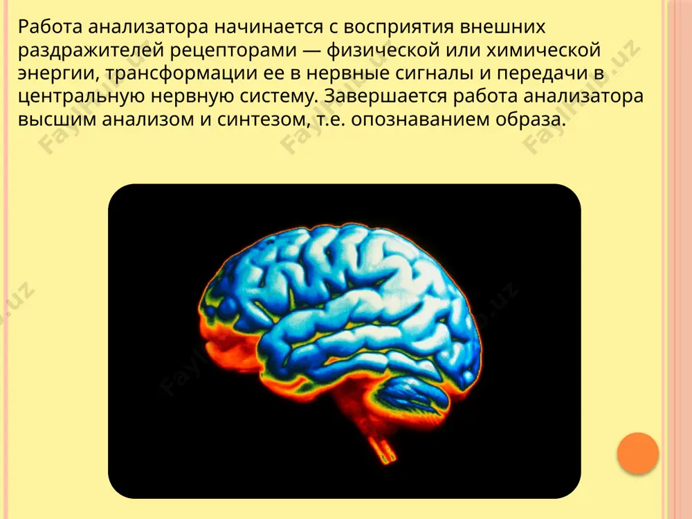 я раковина наружный слуховой проход барабанная перепонка среднее ухо: слуховые косточки (молоточек, наковальня, стремечко) евстахиевы трубы внутреннее ухо: овальное окно; улитка, заполненная жидкостью; слуховые рецепторы вестибулярный аппарат звуковые колебания через органы среднего и внутреннего уха достигают слуховых рецепторов. нервные импульсы по слуховому нерву передаются в слуховую зону коры в височной доле головного мозга. там звуки опознаются, анализируются , оцениваются. слуховые центры как слышит ухо? звуковая волна барабанную перепонку слуховые косточки мембрану овального окна жидкость в улитке рецепторные клетки с волосками нервный импульс головной мозг колеблет колеблет стремечко колеблет колеблет колеблет возникает передаётся орган равновесия орган равновесия находится в каменистой части височной кости и играет важную роль в ориентации человека в пространстве. вестибулярный аппарат полукружные каналы овальный мешочек круглый мешочек внутри полукружных каналов и мешочков находятся маленькие кристаллы – отолиты при движениях головы отолиты давят на волосковые рецепторные клетки и возникает нервный импульс развитие и возрастные особенности органа слуха и равновесия …