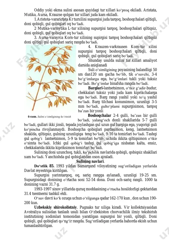 poshna hosil qiladi. uning chekkalari har vaqt tukli bo‘ladi. bunday poshna hamma donning ostida bo‘lib, don pishgan davrida shu yeridan uzilib to‘kiladi. sulining madaniy turlarida, bunday poshna bo‘lmaydi va urug‘ pishganda u to‘kilmaydi. madaniy turlarining farqi quyidagilardan iborat. shu jadval bo‘yicha sulining madaniy turlari o‘rganiladi. 1-jadval madaniy suli turlarini bir biridan farq qiladigan eng muxim belgilari sulining madaniy turlari pastki gul qobigin ing uchi donining ostki ponasining bor yo‘qligi etilganda donining ajralish harakteri oddiy yoki ekma suli ikkita tishchasi bor, lekin qiltiqsimon o‘simtasi ko‘k. poshnasi yo‘q. doni sinadi, yuqoridagi donining bandi pastkisida qoladi. vizantiya sulisi. -«- poshnasi yo‘q. doni sinadi yuqorigi donning bandi o‘rtasida uziladi. saxro (qum)sulisi uzunligi 3-6mm keladigan qiltiq simon ikkita o‘simtasi bor. poshnasi yo‘q, gul qobiqlari uzun. doni sinadi. oddiy yoki ekma sulini asosan quyidagi tur xillari ko‘proq ekiladi. aristata, mutika, aursa, krauzse qolgan tur xillari juda kam ekiladi. 1.aristota-vararictata kr turxilini supurgisi juda tarqoq, boshoqchalari qiltiqli, …