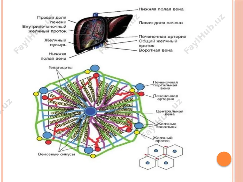 patotoksinlar: - to'g'ridan-to'g'ri gepatotoksik ta'sir (paratsetamol, salitsilatlar, metotreksat, 6-merkaptopurin, amiodoron) oraliq ta'sir (har qanday metabolik jarayonga aralashish): - tsitotoksik (tetratsiklin, tuberkulostatik xolestatik (aminazin, anabolik steroidlar) gepatotoksinlar: - kechiktirilgan turdagi allergiya tufayli jigarga zarar etkazish (trankvilizatorlar fenotiazinlar, va antidiyabetik dorilar, bukarban, xlorpropamid) - jigarning zaharli metabolitlari (yurak glikozidlari) tufayli zararlanishiga olib keladi. 22 sg davolash dasturi 1. terapevtik rejim 2. terapevtik ovqatlanish 3. etiotropik (virusga qarshi) davolash 4. patogenetik davolash: immunosupressantlar metabolik va koenzima (asosiy davolash) 5. simptomatik davolash (detoksifikatsiya terapiyasi, xolestaz sindromini davolash va surunkali gepatitning sirotik bosqichining asoratlarini davolash) 23 gepatoprotektorlarni tasniflash aminokislotalar (ademetionin - geptral, l-ornitin l-aspartat-hepa-mer) o'simlik preparatlari (sut qushqo'nmas - gepabene, gepafalk, legion, karsil, silymarin; artishok-angirol, hofitol, ziflan); hepaliv, liv-52, margali, dipana essential fosfolipidlar (essentiale, essen h, essliver) hayvonlardan olingan preparatlar (sirepar, gepatosan) antioksidantlar (vit. e, c, tiollar - glutatyon, lipoik kislota - tiogamma; fitoestrogenlar) 24 surunkali gepatit bilan kasallangan bemorlarni nazorati bemorning tibbiy xolatiga mos …