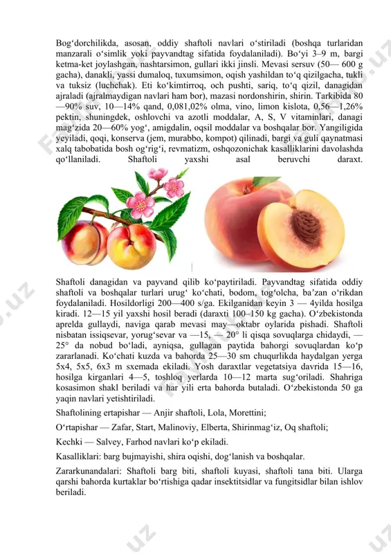 sli. mevasi sersuv (50— 600 g gacha), danakli, yassi dumaloq, tuxumsimon, oqish yashildan toʻq qizilgacha, tukli va tuksiz (luchchak). eti koʻkimtirroq, och pushti, sariq, toʻq qizil, danagidan ajraladi (ajralmaydigan navlari ham bor), mazasi nordonshirin, shirin. tarkibida 80—90% suv, 10—14% qand, 0,081,02% olma, vino, limon kislota, 0,56—1,26% pektin, shuningdek, oshlovchi va azotli moddalar, a, s, v vitaminlari, danagi magʻzida 20—60% yogʻ, amigdalin, oqsil moddalar va boshqalar bor. yangiligida yeyiladi, qoqi, konserva (jem, murabbo, kompot) qilinadi, bargi va guli qaynatmasi xalq tabobatida bosh ogʻrigʻi, revmatizm, oshqozonichak kasalliklarini davolashda qoʻllaniladi. shaftoli yaxshi asal beruvchi daraxt. shaftoli danagidan va payvand qilib koʻpaytiriladi. payvandtag sifatida oddiy shaftoli va boshqalar turlari urugʻ koʻchati, bodom, togʻolcha, baʼzan oʻrikdan foydalaniladi. hosildorligi 200—400 s/ga. ekilganidan keyin 3 — 4yilda hosilga kiradi. 12—15 yil yaxshi hosil beradi (daraxti 100–150 kg gacha). oʻzbekistonda aprelda gullaydi, naviga qarab mevasi may—oktabr oylarida pishadi. shaftoli nisbatan issiqsevar, yorugʻsevar va —15, — 20° li qisqa …