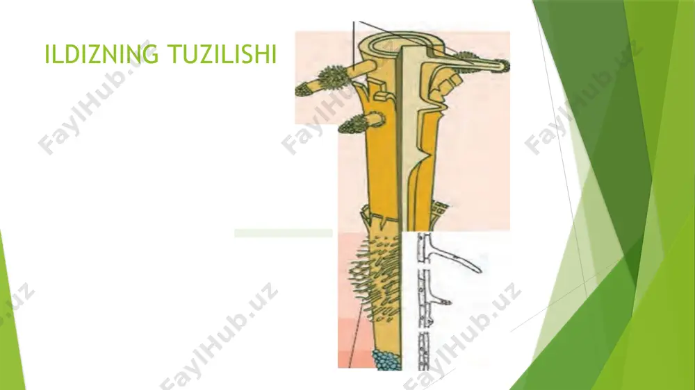 ildiz va uning turlari - Page 5
