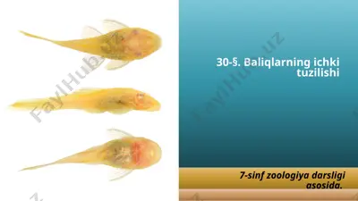baliqlarning ichki tuzilishi — PPTX