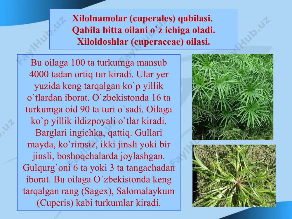 gi bilan ajralib turadi. bu oilaga 210 turkumga va ular 3000 tur kiradi. ular tropik va subtropik xududlarda o`sadi. zalaoning bo’yi 60 metrga yetadi. gullari bir jinsli . palmaning urug`idan yolinadi yog`ochi qurilish materiali sifatida ishlatiladi. finik mevasi tarkibida 70 % ga yaqin qand bor . shuning uchun to’yimli oziq-ovqat sifatida ishlatiladi. ko`chalanamolar (arales) qabilasi. bu qabila 2 ta oilani o`z ichiga oladi. ko`chaladoshlar (araceae) oilasi. oilaga asosan epifitlar , lianalar , ildizpoyali yoki ildiz tuganakli o`tlar kiradi. ularning barglari yirik, ildiz bug’zida joylashadi. gullari aktinomorf, ikki jinsli yoki bir jinsli. bir uyli, tupgulli yug`on suta. gulqurg`oni 4-6 bo`lakli changchisi 4-6 ta. mevasi rezavor. bu oilaning yer sharida 110 turkumga oid 1800 turi o`sadi o`zbekistonda 3 turkumga mansub, 5 turi tarqalgan. igir (acorus) turkumiga ildizpoyali, uzun kilichsimon bargli, yashil, xushbuy o`tlar kiradi. ularning gullari ikki jinsli, gulqurg`oni 6 bargchali, changchisi 6 ta tugunchasi 3 uyali . o`zbekistonda xushbuy igir (acorus …