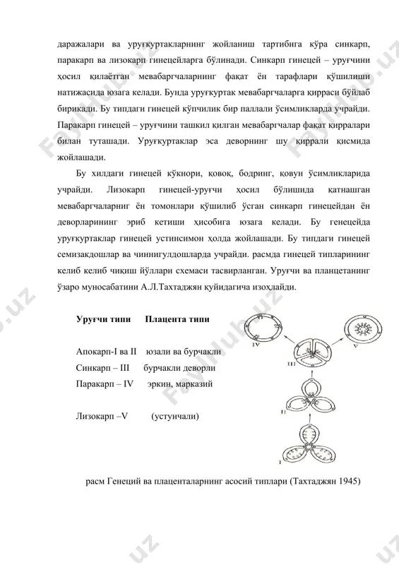ди (расм). расм. polygonum corisrium уруғкуртагининг кундаланг кесмаси уруғкуртак плацентага уруғбанд (савченко, 1973): а-ташқи интегумент, б-ички интегумент, в-орқали бирикади. уруғбанд тугунчадан нуцеллус, г- муртак халта. озиқ моддаларни уруғкуртакка ўтказиш вазифасини ҳам бажаради. айрим ўсимликларда масалан, ғалладошларда уруғбанд плаценто-халаза деб номланган ҳосила билан алмашган. ёпиқуруғли ўсимликларнинг турли оилаларига мансуб туркумларни турларида уруғкуртакнинг шакли ва катталиклари ҳам бир хил эмас. у одатда юмалоқ, овал, чўзиқ каби кўринишларга эга. микропилени плацентага нисбатан жойланиш ҳолатига кўра нуцеллуснинг ривожланиши, ўтказувчи тўқиманинг тузилиши ва бошқа белгиларига кўра уруғкуртакни бир неча типларга бўлиб ўрганилади. м.и.савченко, (1973) уруғкуртакни асосий иккита типга ажратади: а) ортотроп; б) анатроп. бу типларда рўй берадиган айрим ўзгаришлар туфайли гемитроп, кампилотроп, ортокамилотроп, орто-цирцинотроп, ана-цирцинотроп деб номланадиган ҳолатлар кузатилади (расм). уруғкуртакнинг биз қайд этган ҳолатларни ўсимликларни тарихий тараққиётида уруғкуртакдаги ўзгаришлар деб ҳисобланади. бунда чанг донаси ҳосил қилган найнинг ўсишига ва уруғланишни оптимал даражада амалга ошишига йўналтирилган. тенуинуцелят уруғкуртакларда интигументнинг ички қаватини ташкил этган ҳужайраларидан кўп …