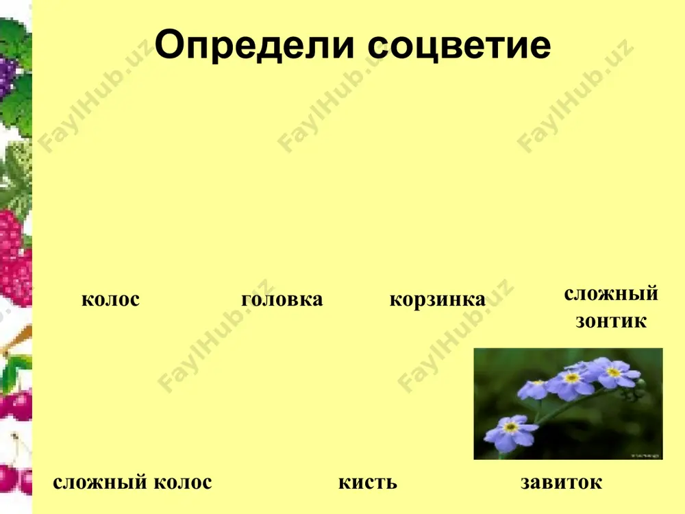 вотными, человеком, саморазбрасыванием. распространение ветром ива тополь одуванчик береза ясень рогоз ковыль сосна ель осина распространение водой кокосовая пальма кувшинка вех ядовитый частуха стрелолист распространение животными и человеком лопух череда подорожник чистотел рябина бузина черемуха черника распространение саморазбрасыванием бешеный огурец недотрога горох карагана акация мак виола определите тип плода вопросы к выводу 1. какова роль плодов в жизни растений ? 2. чем отличаются сухие и сочные плоды ? 3. в чем особенность строения костянковидных плодов ? 4. в чем особенность строения коробочковидных плодов ?