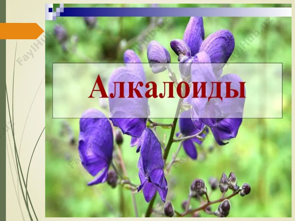 id bo’ladi. mdh davlatlarida ko’knor, asosan, o’rta osiyo respublikalarida va xususan, qirg’izistonda ekiladi. ko’knor tarkibida morfindan tashqari, narkotin, papaverin, kodein ham uchraydi. morfinning biosintezi norlaudanozolinning ikkita aromatik xalqasi oksidlanib birikishi tufayli amalga oshadi. tebain, kodein va papaverin ham xuddi shu yo’l bilan hosi bo’ladi: kayfbaxsh ko'knori (papaver somniferum) bu oilaning turlaridan biri kayfbaxsh ko'knori (papaver somniferum) dir. u bir yillik o't o'simlik bo'lib bo'yi 1 m ga boradi. barglari yonbargsiz. gullari yirik- yirik bo'lib, yakka – yakka turadi, gulbandi uzun bo'ladi. gulkosachasida ikkita bargcha bor, gul g'unchasi ochilgandan keyin gulkosachasi tushib ketadi. to'rtta bo'ladigan oq, binafsha yoki qizil rangli gulbarglari ikki a'zoli, ikki doira xolida joy oladi. onaligi 8- 12 meva bargchadan tuzilgan bo'lib, kattakon tugunchasi va chetlari go'yo shu'laga o'xshab, parrak – parrak bo'lib turadigan disksimon tumshuqchasi bor. mevasi sharsimon yoki bochkasimon yirik ko'rakcha xolida bo'lib tumshuqchasining ostidagi diskda xosil bo'ladigan teshikchalar bilan ochiladi. xasharotlar bilan changlanadi. qizg'aldoq – …