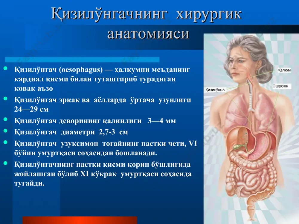 бўлади ва овқат луқмаси сурилиши учун фақат бир йўналиш қизилўнгач қолади. ҳалқумни қисадиган мушаклар қаттиқ қисқариб овқат луқмаси қизилўнгачга йўналади. қизилўнгач касалликларининг умумий симптоматологияси дисфагия; оғриқ; кекириш (eructatio); қизилўнгачдан қусиш (regurgitatio); сўлак оқиши; қон кетиши; ҳиқичоқ; оғирлик ҳисси; босимнинг ошиши; ориқлаб кетиш. иштаҳанинг пасайиши ёки йўқлиги; оғиздаги ёқимсиз таъм; умумий ҳолсизлик... дисфагия (disphagia) дисфагия (ютишнинг бузилиши) — ютиниш ҳаракатини бажара олмаслик, ҳалқумда ва қизилўнгач бўйлаб овқат луқмаси ҳаракатининг бузилиши, шунингдек бу аъзоларда овқат тутилиб қолиши билан боғлиқ ёқимсиз сезгилар. дисфагия оғриқ билан ўтиши мумкин — disphagia dolorosa ютишда оғриқ одатда зарарланган сатҳда сезилади, у орқага, бўйинтуруқ венага ҳам ўтиши мумкин. оғриқ (dolor) қизилўнгач касаллигига учраган кўпгина беморлар оғрикдан шикоят қиладилар. одатда у тўш орқасида ўрта чизиқ бўйлаб зарарланиш соҳасига тахминан мос келадиган жойда бўлади, бироқ у ўнг томондан орқага ва тўшдан чап томонга берилиши ҳам мумкин. оғриклар овқат ейиш билан боғлиқ бўлиши ва ютинишнинг бузилиши билан ўтиши мумкин (рак, стеноз, …