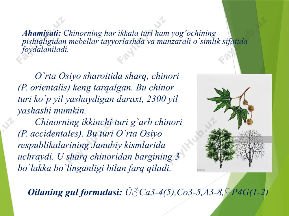 chinorkabilar sinfchasi – hamamelididae - Page 5