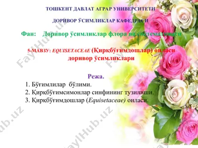 equisetaceae (қирқбўғимдошлар) оиласи доривор ўсимликлари — PPT