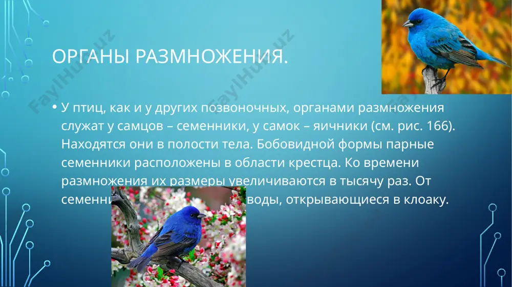 на кладки и выводка определяется возможностями родителей выкормить птенцов, а у выводковых – возможностями насиживания кладки. image2.png image3.png image4.png image5.png image6.png image7.png image8.png image9.png image10.png image11.png image12.png image13.png image14.png image15.png image16.png image17.png image18.png image19.png image20.png image21.png image22.png /docprops/thumbnail.jpeg