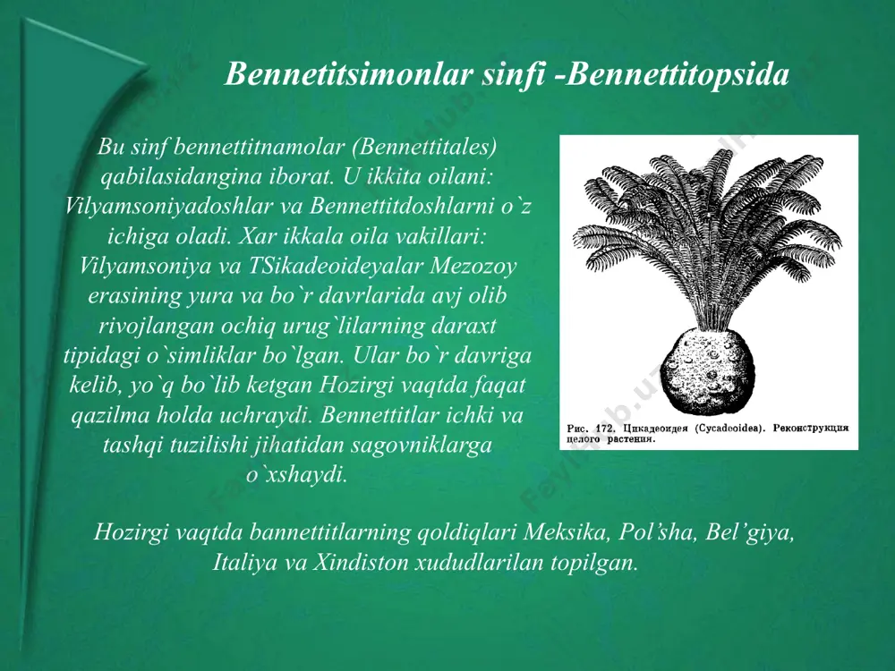 qarag`aytoifalar bo`limining tasnifoti - Page 5