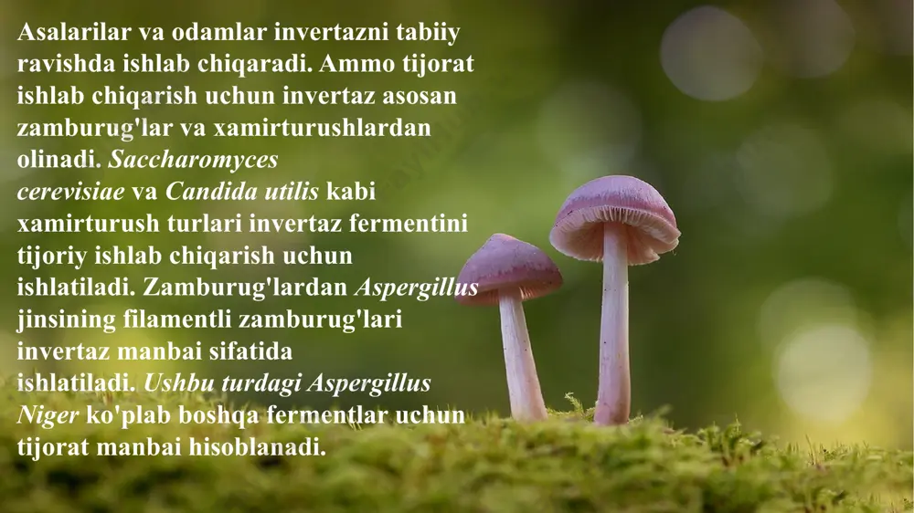 invertaza fermenti - Page 5