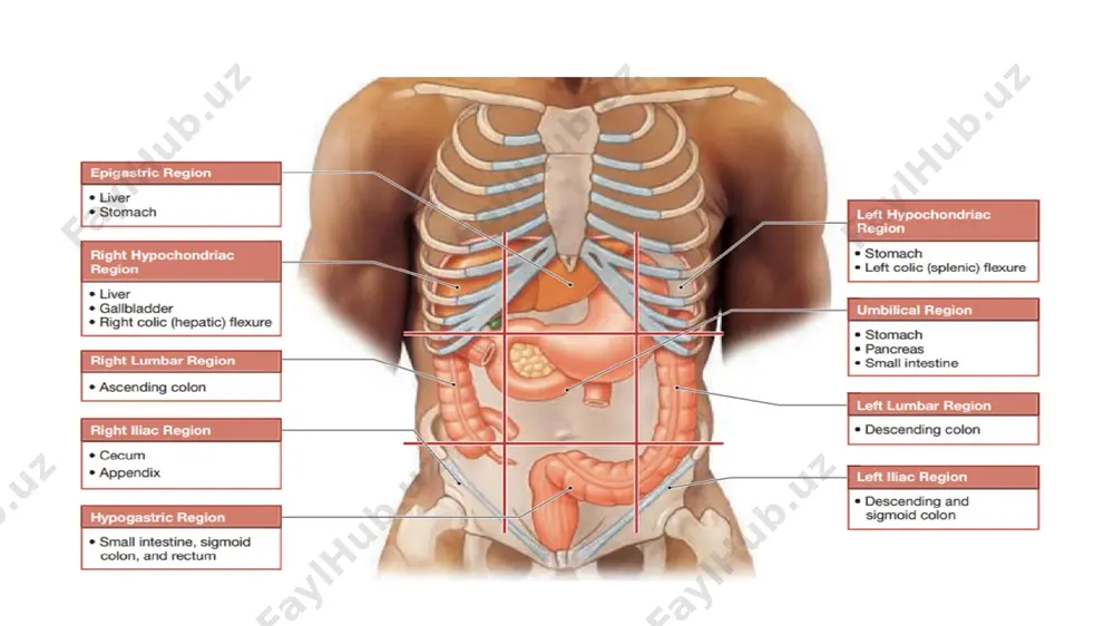parenxemasining bir qismi. segmentlar darvoza venasining 3 lamchi tarmog’i hamda unga mos o’t yo’llari arterialari tarmog’i hisobiga hosil bo’ladi. jigar triadasi: dva ductus hepaticus communis vena portae arteria hepatica propria 8 ta segment: i – segmentum posterius ( lobus caudatus) ii – segmentum posterius laterale sinistrum iii – segmentum anterius laterale sinistrum iv – segmentum mediale sinistrum v - segmentum anterius mediale dextrum vi - segmentum anterius laterale dextrum vii – segmentum posterius laterale dextrum viii – segmentum posterius mediale dextrum jigar segmentlari 5 ta sektor: 1. chap lateral sektor – ii segment 2. chap paramedial sektor – iii va iv segmentlar 3. o’ng paramedial sektor – v va viii segmentlar 4.o’ng lateral sektor – vi va vii segmentlar 5. chap dorsal sektor – i segment jigarning funksional birligi - gepatotsit lobulus hepatis – geksoganal shaklli atrofi biriktiruvchi to’qima bilan o’ralgan markazda markaziy vena ( vena centeralis) chetlarida portal triada …