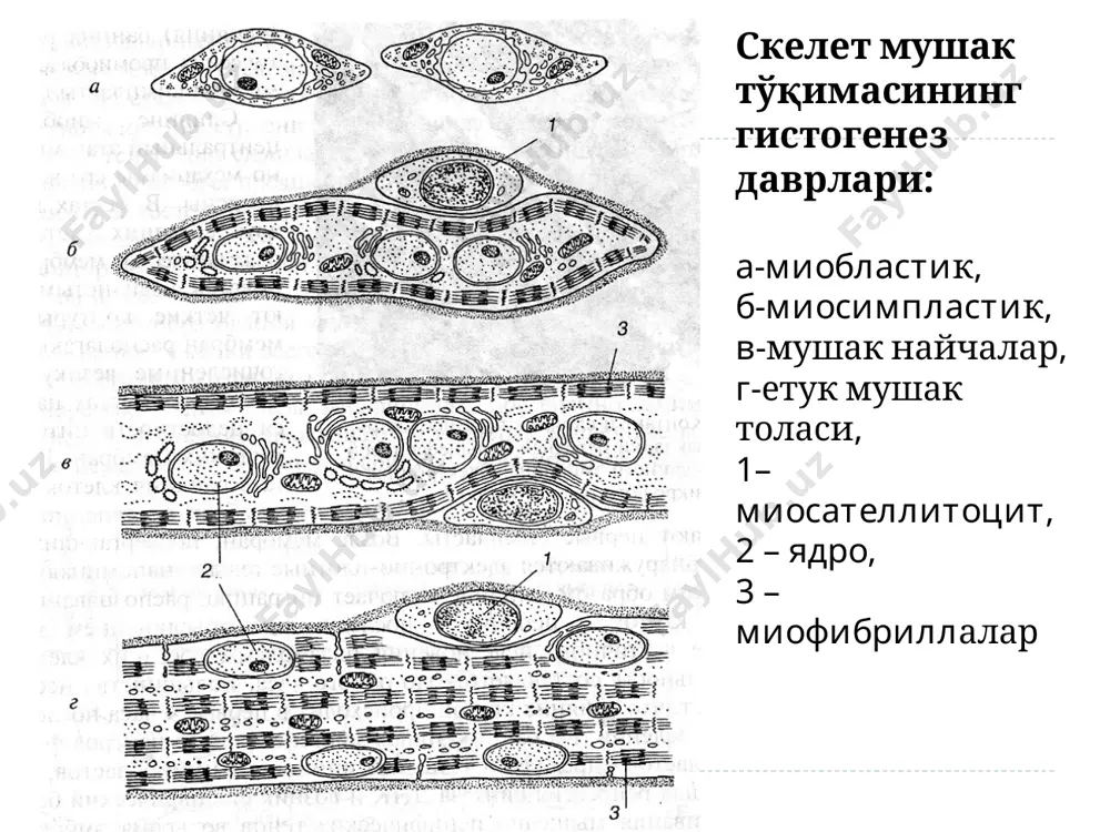 ионлари йўқ ва қисқариш кузатилмайди. пастки расмда са++ ионлари миозиннинг актин билан ўзаро алоқасини таъминлайди. юқорида саркомер бўшашган ҳолатда, пастда – қўзғалган ҳолатда. z-чизиқлар саркомер марказига тортилган, бу а-дискдан ташқари ҳамма чизиқларни қисқаришига олиб келади. бўшашган (а) ва қисқарган (б) мушак толаси саркомери. қисқаришда нозик ипчалар саркомер марказига ҳаракатланади, уларнинг эркин оҳирлари м-линияда қўшилади. бунинг натижасида i-диск ва н-зоналарнинг узунлиги камаяди. а-диск узунлиги ўзгармайди. саркомерлар электрон микроскопияси юқорида – бўшашганда, пастда – қисқарганда. мушак толаси сарколеммасининг тузилиш компонентлари. а – схема. б – толанинг кўндаланг кесими (тэм). 1 – базал мембрана, 2 – миосателлит, 3 – миосимпласт плазмолеммаси, 4 – миофибриллаларнинг кўндаланг кесими, 5 – митохондриялар, 6 – гемокапилляр. скелет мушагининг тузилиши ва функцияси. мушак аъзо сифатида. юрак мушаги: 1 – кардиомиоцитларнинг ядролари, 2 –оралиқ дисклар, 3 – кўндаланг чизиқлар. 1 2 3 юрак мушаги (бўйлама кесими). мушак толаларининг тармоқланиши ва улар орасидаги аностомозлар кўринади. ишчи кардиомиоцит – чўзилган шаклли …