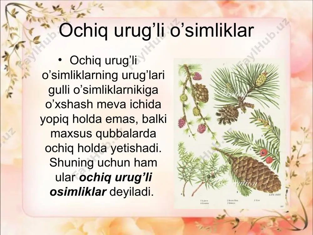lar – archazorlar hosil qiladi. o’rta osiyoda archaning 7 ta yovvoyi turi o’sadi, bulardan 3 tasi (zarafshon archasi, turkiston archasi va saur archa). o’zbekiston tog’larida katta-kichik archazorlar hosil qiladi. bundan tashqari, shahar ko’chalarida, maydonlarida, xiyobonlarda va istirohat bog’larida manzarali daraxt sifatida virgin archasi ekiladi. virgin archasining vatani shimoliy amerika. manzarali o’simliklar qatorida archadoshlar oilasiga mansub daraxtlardan yana biri sharq sauri ekiladi. u tana va baigining tuzilishi bilan archaga o’xshaydi, lekin yosh novdalarning o’ziga xos shoxlanishi va pishgan qubbalarining notekis choklar orqali ochilishi bilan archalardan farq qiladi. arxegoniy