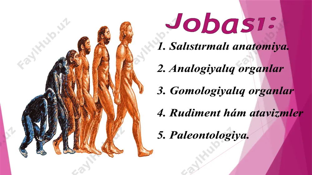 kóz hám arqa ayaq súyekleri, shıbınlarda bir jup kishkene qanatlar da rudiment organlar bolıp esaplanadı. adam qus úshinshi qabaq qulaq qalqanı adam embrionındaǵı qulaq eresek adam maymıl rudiment organlar ósimlik, haywan hám adamlardaǵı rudiment organlar áhmiyetli evolyucion dálil esaplanadı. organikalıq dúnyanıń tariyxıy rawajlanıwın atavizm qubılısı da tastıyıqlaydı. atavizm – bul ayırım individlerde ata-tek belgileriniń tákirarlanıw qubılısı. mısalı, ayırım waqıtları tayınshaqlar arqasında jolaq sızıqları payda bolıw jaǵdayları da ushırasadı. bular úy atınıń jabayı ata-tekleri jol-jol terili bolǵanılıǵınan derek beredi. atavizmler quyrıqlı bala túkli adam kóp emshekli bala paleontologiya. paleontologiyalıq maǵlıwmatlar áyyemgi ósimlik hám haywanat dúnyasın bilip alıwǵa, sırtqı kórinisin tiklewge, fauna hám floranıń áyyemgi hám házirgi wákilleri arasındaǵı baylanıstı kórsetip beriwge imkaniyat beredi. biologiya páninde toplanǵan maǵlıwmatlar organikalıq dúnya házirgidey kóriniste birden payda bolmay, bálkim uzaq dawam etken tariyxıy rawajlanıw nátiyjesi ekenliginen derek beredi. ósimlikler hám haywanlar ózgerip organikalıq dúnyanıń házirgi wákillerin payda etken bolsada, olardıń kópshiligi tirishilik ushın gúres, tábiyǵıy …