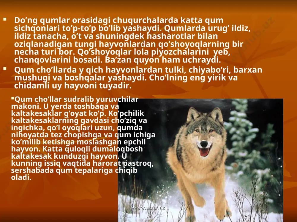 arandir, uning uzunligi 1,5 m dan oshadi. u qumda sang’ib yurib, kaltakesak, ilon, qushcha, har xil tuxumlar va mayda sut emizuvchi hayvonlarni, chigirtka, falang kabi hasharotlarni tutib yeydi. u faqat havo issiq vaqtda yuradi, harorat 150 bo’lganda badani uvishadi, 100 bo’lganda esa to’lg’ib qoladi. varan yomon tishlaydi va uzun kuchli dumi bilan qattiq uradi. ilonlar qumda yashovchi tipik hayvonlardir. ilonlar ham kaltakesaklar singari, birdaniga qumga kirib keta oladi va qumda tez chopadi. qumli cho’lda uzunligi 1m dan ortiq keladigan bo’g’ma ilon ko’p. u zaharsiz bo’lib, hasharot, kaltakesak, qush bolalari hamda mayday hayvonlarni tutib yeydi va nihoyatda tezlik bilan qunga kirib ketadi. www.arxiv.uz www.arxiv.uz kobra katta ilon bo’lib, uzunligi 1,5-2 m keladi. u kopetdog’, hisor, zarafshon, nurota va boshqa tog’ etaklarida, qoraqum, badxiz, qarshi, surxon-sherobod cho’llarida ko’p uchraydi. kobraning ko’zi ostida ko’zoynaksimon belgisi bo’lib uni ko’zoynakli ilon deb ham atashadi. qum cho’llarida o’rgimchaksimonlardan qoraqurt, falanga, chayon kabi hasharotlar ko’p. www.arxiv.uz www.arxiv.uz …