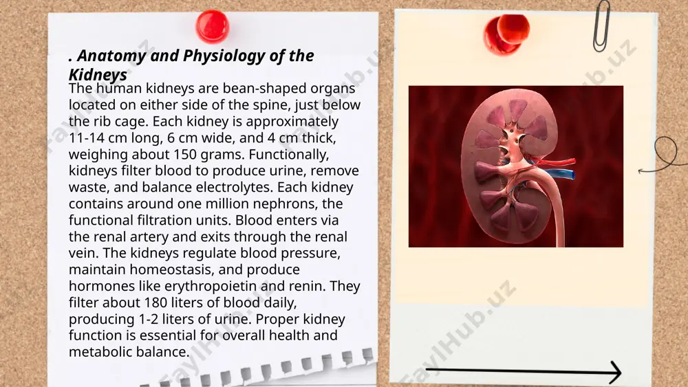 kidney - Page 3