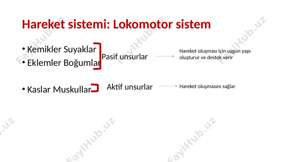 on denir. osteoporoz’da (kemik erimesi) organik kısım azalmıştır, kolayca kırılır. van de graaff human anatomy principles of anatomy and physiology www.quora.com morfolojik yapı: bir uzun kemik, uzunlamasına ikiye bölünürse, iki farklı yapı görülür. 1- substantia compacta: sıkı-sağlam (dışta) osteon-havers kanalları 2- substantia spongiosa: süngerimsi (içte) trabeküler yapı substantia compacta kollajen lifler, lameller şeklinde üst üste sıralanır havers sütunları’nı oluşturur. 3-10 lamel ortasında havers kanalı vardır. osteon denilen havers sütunları, yan yana ve üst üste gelir osteon: lamellerin arasını ara madde doldurur ara madde içinde osteositler lacuna adı verilen boşluklarda yer alır havers kanallarını birleştiren transvers kanallara volkman kanalları denir. damar ve sinirler geçer. bu yapı sadece kompakt kemikte training.seer.cancer.gov substantia spongioza kısa küçük kemikler ve uzun kemiklerin uçlarında bulunur. birbiriyle bağlantılı bölmelerden oluşur. bölmelerin içi kırmızı kemik iliği ile doludur. kemik dokusunda bulunan hücreler osteoblastlar (yapım rejenerasyon) osteoklastlar (yıkım resorpsiyon) osteosi̇tler (olgun kemik hücreleri) osteoblastlar: mezenşimal dokudan gelişir. ara maddeyi …