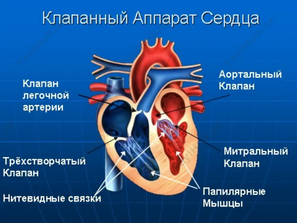 нинани 30 бурчагига тенг бемор терисига каритилади нинани стерил холатдарда киргизади.: иглу вводят в стерильных условиях под мечевидным отростком под углом 30° и направляют к середине левой лопатки. в шприце создают небольшое отрицательное давление цианотик кризлар этиология. цианотик кризлар тетрада фалло билан тугилган болаларда учрайди. кризларнинг давомийлиги бир неча минутидан бир неча сотларга тенг келади. обследование и диагностика тусатдан цианоз, кузгалувчалик пайдо буладилар.. физикал текширишлар юрак ритми тугри, пульс нормада купинча шовкин кузатилади. хириллашлар хуштаксимон нафас бузилади . даволаш гипоксия ва ацидозни олдини олиш ва бартараф килиш. кислород хажмини купайтириб юрак ташлашини купайтириш лозим. кислород берилади харакатлантирмаслик. седатив таъсирни кучайтириш учун ва унг коринчанинг обструкциясини камайтириш учун морфин, 0,1 мг/кг м/о еки в/и килинади. физиологик эритма 10 мл/кг в/и для дальнейшего повышения опсс вводят фенилэфрин, 5 мкг/кг в/в, или адреналин, 5—10 мкг/кг в/в. метаболик ацидозни бартараф килиш лозим. профилактика сувсизланишда тезда инфузия утказилади тетрада фалло билан болаларга диагностик ва даволаш …