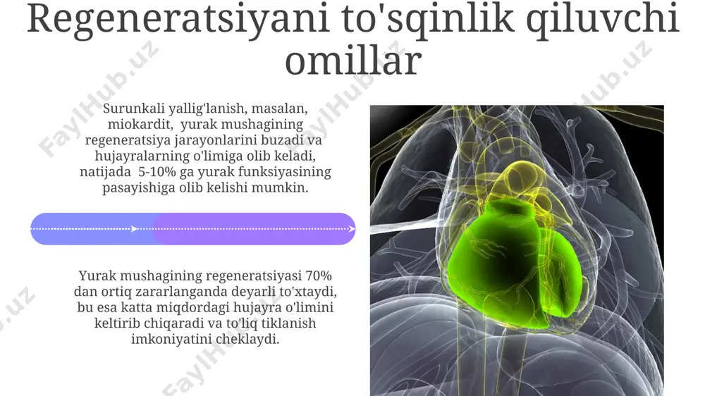 yurak mushagining regeneratsiyasi - Page 4