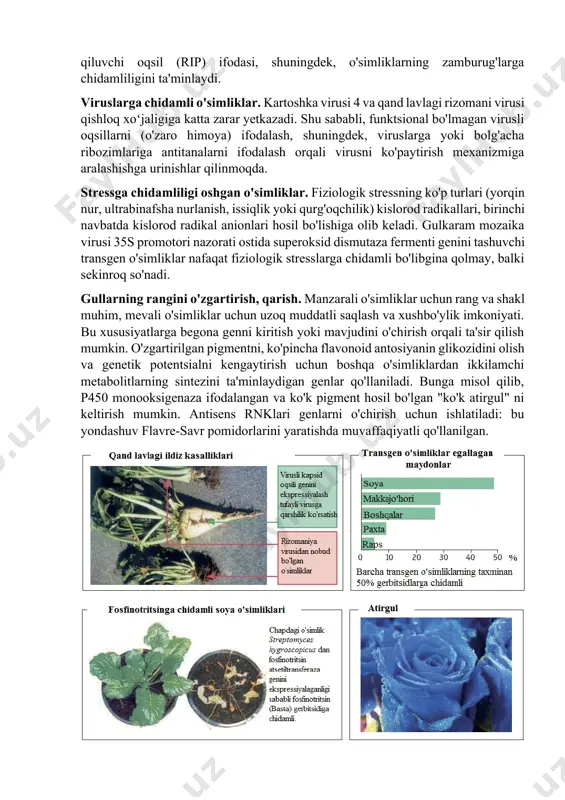otori ostida klonlash orqali olingan. boshqaruv. fosfinotritsinga (bastatm) qarshilik glutamin sintaza inhibitori streptomyces hygroscopicus dan tamaki, kartoshka, rapsa va boshqa o‘simliklardagi fosfinotritsin atsetiltransferaza (pat) genini klonlash natijasida yuzaga keladi. hasharotlarga chidamli o'simliklar. bacillus thuringiensis molekulyar og'irligi 250 kda (-endotoksin, bt-toksin) bo'lgan oqsilni sintez qiladi, u hasharotlar ichaklarida proteoliz natijasida yuqori faol toksinga aylanadi. bunday transformatsiya o'simliklarda yoki sutemizuvchilarning ichaklarida sodir bo'lmaydi, shuning uchun bt toksini ko'p turdagi qishloq xo'jaligi o'simliklarida hasharotlar zahari sifatida ishlatiladi. kodonlarni optimallashtirish va gulkaram mozaik virusi 35s promouteri kabi kuchliroq konstitutsiyaviy promouterdan foydalanish orqali oqsillarni ifodalash darajasini taxminan 100 barobar oshirish mumkin. hasharotlar zaharlarining yana bir misoli o'ziga xos proteaz inhibitörleridir. zamburug’ infektsiyalariga chidamli o'simliklar. zamburug’lar bilan infektsiya hosilning sezilarli darajada yo'qolishiga olib keladi. qiziqarli tarixiy misol - 19-asrda kartoshka chirishi (phytophthora infestans). yevropada, xususan, irlandiyada ocharchilikka olib keldi. zamburug’larning hujayra devorini yo'q qilishga qodir bo'lgan xitinaz yoki glyukanaza ifodasidan foydalanib, zamburug’ infektsiyasiga chidamli tamaki o'simlikini …