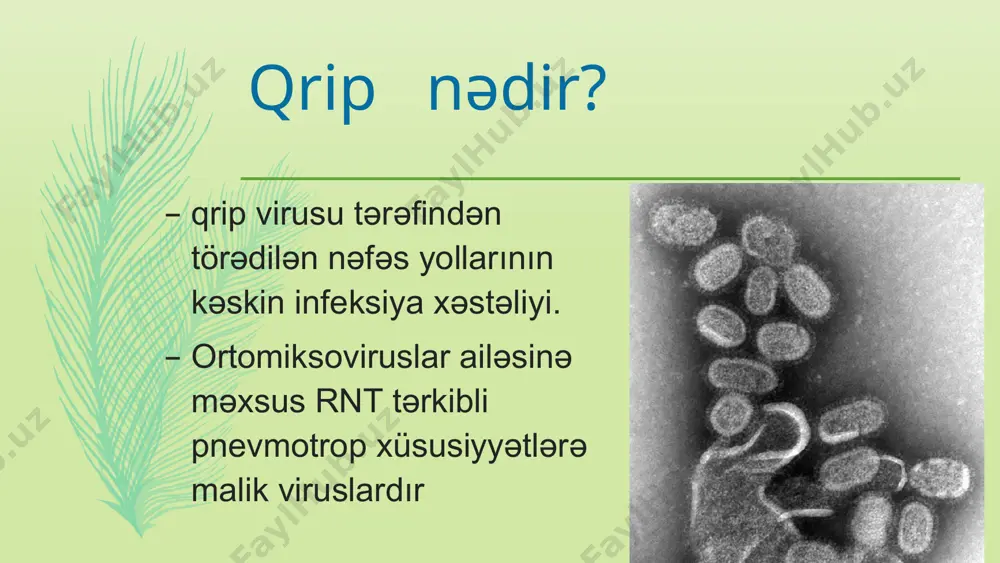 epitel hüceyrələrinin sitoplazmatik fokal destruksiya məhsullarıdır. bazofil substansiya qrip viruslarının mikrokoloniyalarıdır. i̇mmun-flüoressent mikroskopiya ilə. qripin orta forması yuxarı tənəffüs yollarında serroz hemorragik iltihab inkişaf edir bəzi yerlərdə bu iltihabi dəyişiklik fonunda nekrotik traxeit və nekrotik bronxit əmələ gəlir bronx və bronxiol mənfəzləri ekssudat kütlələri ilə tutulması nəticəsində ağciyərdə emfizema ocaqları əmələ gəlir ağciyərdə atelektaz ocaqlar meydana çıxır-ikinci tip alveolositlərdə osmiofil cisimciklərinin destruksiyası olur və bununla da surfaktantın aktivliyi aşağı düşür. alveollarası arakəsmələr interstitsial iltihabi dəyişikliklər hesabına qalınlaşmış olurlar— diffuz interstitsial pnevmoniya . uşaqlarda bu zaman hialin membranlar da meydana çıxa bilər-qrippoz pnevmoniya qripin ağır forması ağır forma 2 variantda inkişaf edə bilər a) orqanizmin ağır ümumi intoksikasiyası nəticəsində b) ikincili infeksiyanın qoşulması ilə əlaqədar ağciyər ağırlaşmaları nəticəsində ümumi intoksikasiya ilə gedən ağır forma qripin toksiki forması da deyilir qrip viruslarının sitopatik və vazoparalitik təsirləri nəticəsində inkişaf edir. yuxarı tənəffüs yollarında nekrotik dəyişikliklər, ağciyər toxumasında seroz-hemorragik pnevmoniya ocaqları üstünlük təşkil edir. …