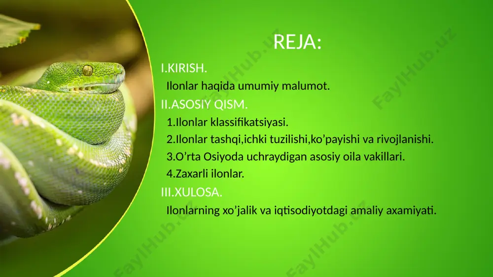 nt-templates.com xordalilar-tipi chordata umrtqalilar-kenjatipi vertebrata murtakpardalilar-guruhi amniota sudralibyuruvchilar–sinfi reptilia lepidozavrlar-kenjasinf lepidosauria tangachalilar-turkumi squamata klassifikatsiyasi this presentation uses a free template provided by fppt.com www.free-power-point-templates.com ilonlar kenja turkumi ko’rilonlar typhlopidae bo’g’mailonlar boidae aspidlar elapidae suvilonlari colubridae this presentation uses a free template provided by fppt.com www.free-power-point-templates.com ilonlarkenjaturkumi dengizilonlari hydropiidae qorailonsaimonlr viperidae ilonlar kenja turkumiga 13 ta oila va 3000ga yaqin tur kiradi. this presentation uses a free template provided by fppt.com www.free-power-point-templates.com tashqi tuzilishi tanasi tashqi tomondan muguz tangachalar va qalqonlar bilan qoplangan.tana va dum qismidan iborat bo’ladi.uzunligi turiga qarab xilma xil sm dan bir necha metrgacha bo’ladi,protsel tipda.shakli silindrsimon. this presentation uses a free template provided by fppt.com www.free-power-point-templates.com ichki tuzilishi. umrtqalari soni 140 tadan 435 tagacha.oyoq suyaklari rivojlanmagan.jag’ suyaklari va kalla suyaklari harakatchan qo’shilgan.qovurg’alari yaxshi shakllanmagan. this presentation uses a free template provided by fppt.com www.free-power-point-templates.com this presentation uses a free template provided by fppt.com www.free-power-point-templates.com og’iz bo’shlig’ida joylashgan …