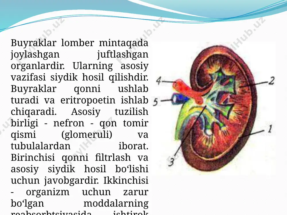 buyraklar haqida ma'lumot - Page 5