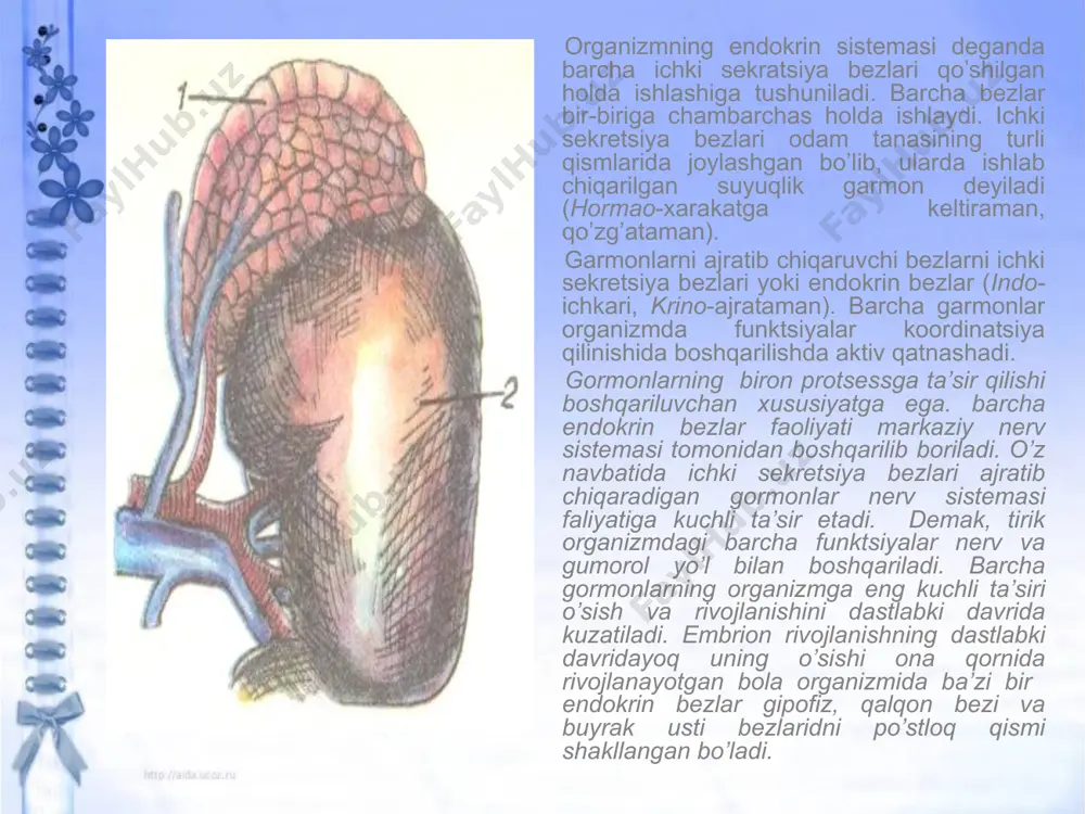 hqaradi, ya’ni kortinosteroid gormon ishlab chiqarishini tartibga soladi. tireotrop – qalqonsimon bezning ishini ya’ni, undan tiroksin gormoni ishlab chiqarishni boshqaradi. popodotrop – erkaklar va ayollarni jinsiy bezlari funktsiyasini boshqaradi, o’smirlarni esa balog’atga yetish belgilari paydo bo’lishida ishtirok etadi. lapototrop – ayollarda sut bezlarini funktsiyasini boshqaradi. lyutinlovchi – homilador ayollardahomilani normal rivojini boshqaradi. gipofizda oraliq bo’lagidan intermedik gormon ajraladi. u terini pigment hosil bo’lishini ta’minlaydi. gipofizning orqa bo’lagidan 2 ta gormon ajraladi: oksitoksin va vazopressin. oksitoksin homilador ayollarning bachadon muskullarini qisqarishini ta’minlaydi. vazopressin ya’ni antidiyurik gormon (adg) organizmda suv almashinuvini boshqaradi, ya’ni u buyrakning egri-bugri kalavasimon kanalchalarda birlamchi suyuqlikning 98,5-99 %i qancha qayta so’rilishini boshqaradi. bu gormon kam hosil bo’lsa, buyrak kanalchalarida birlamchi siydikning qonga so’rilish jarayoni buziladi. natijada qandsiz diabet kasalligi kelib chiqadi. bunda odam suvni ko’p iste’mol qiladi va ko’p suyuklik ajaratadi. (bir kecha-kunduda 5-10 l va undan ko’p). epifiz – bezi bosh miyada asosini, ya’ni orqa miya sohasida …