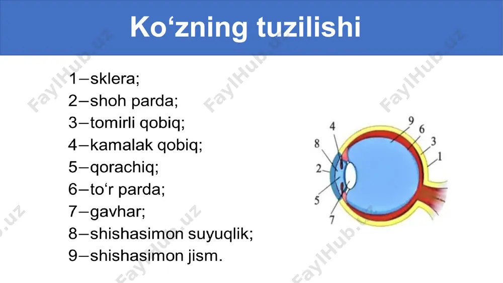 ko‘z va ko‘rish. 9-sinf 56-mavzu - Page 2