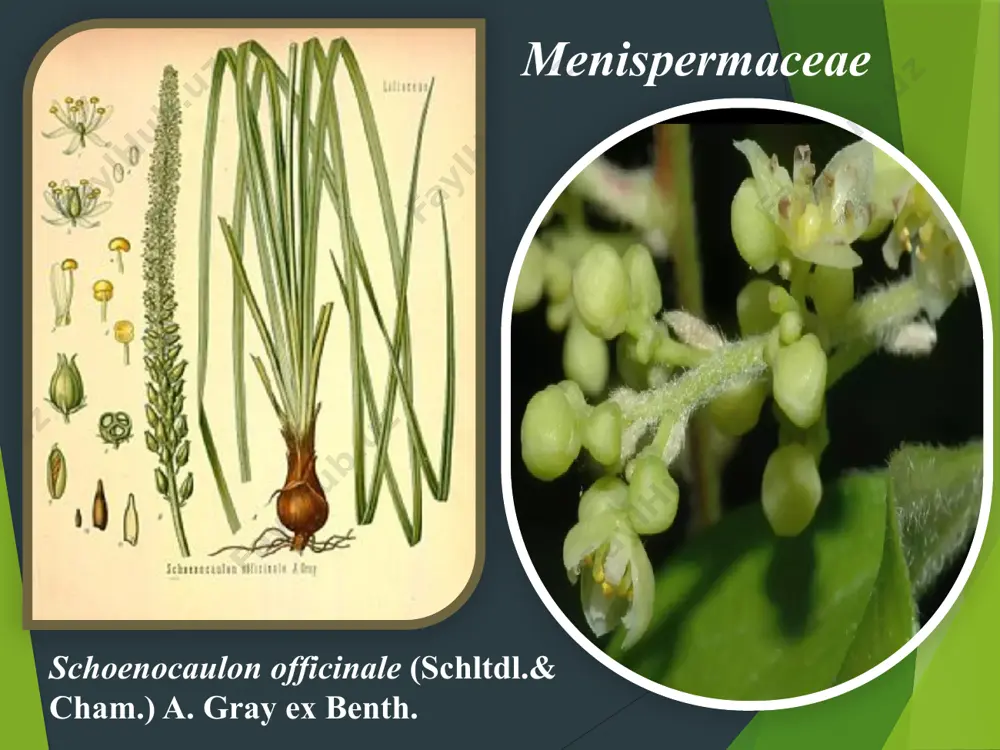 alkoloidlari o‘z metil gruppasini boshqa birikmalar sintezi uchun berishi mumkin. 8. piridin va piperidin alkoloidlari piridinnukleid fermentlar sintezida ishtirok etadi. o‘simliklar to‘qimasida alkoloidlar oksidlangan n - oksid formasida hamuchraydi, shu sababli bu birikmalar o‘zidan kislorod ajratib berish va kerak bo‘lganda ortiqcha kislorodni o‘ziga biriktirib, to‘qimalardagi oksidlanish va qaytarish jarayonlarida faol ishtirok etadi. 9. shuningdek, alkoloidlar to‘qimalarda buferlik vazifasini bajarishi mum­kin. alkaloidlar saqlovchi o‘simliklar oilalari alkaloidlarga boyligi bilan ajralib turadigan o’simliklar oilalari. 1. bir urug‘ pallali o‘simliklar (monocotyledones) ichida: - lolaguldoshlar (liliaceae) - chuchmomadoshlar (amaryllidaceae); 2. ikki urug‘ pallali o‘simliklar (dicotyledones) ichida: - kendirdoshlar (apocynaceae); - ayiqtovondoshlar (ranunculaceae); - menispermadoshlar (menispermaceae); - ko‘knordoshlar (papaveraceae); - dukkakdoshlar (fabaceae); - shamshoddoshlar (buxaceae); - loganiyadoshlar (loganiaceae); - ituzumdoshlar (solanaceae); - sho‘radoshlar (chenopodiaceae); - qo‘qio‘tdoshlar (asteraceae); - zirkdoshlar (berberidaceae); - ro’yandoshlar (rubiaceae) va boshqalar. alkaloidlarning o‘simliklar tarkibidagi ko‘rinishi butun dunyo miqyosida o’simliklardan ajratib olingan va tasvirlangan 4959 ta alkaloidlarning 897 tasi faqat bitta oila - …