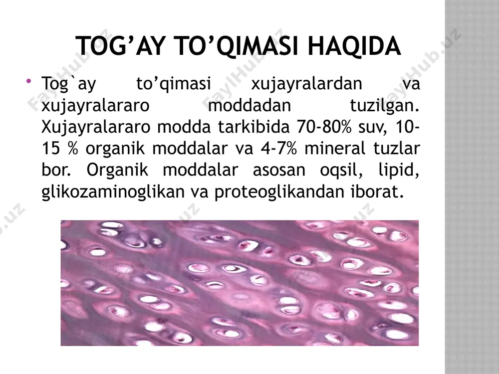 zogen gruppani hosil qilib joylashadi. xujayralararo moddada kollagen tolalar bilan bir qatorda elastik tolalar ham ko’p uchraydi. bu elastik tolalar tog`ay usti pardasiga o’tib ketadi. elastik tog`ay ohaklanish kuzatilmaydi. tolali tog`ay to’qimasi. tolali tog`ay pay bog`lamlarining gialin tog`ayiga o’tish joylarida umurtqalararo disklarda uchraydi. xujayralardan (xondrostitlar) paralell yo’nalgan kollagen tolalardan va bazofil bo’yaluvchi amorf moddadan tuzilgan. tog`ay to’qimasining taraqqiyoti va regenerastiyasi. tog`ay to’qimasi embrion davrida mezenximadan rivojlanadi. mezenxima xujayralari ko’payib o’simtalarni yo’qotadi va perixondroblastlar va xondroblastlarga differenstiallanadi. bu xujayralar xujayralararo moddani sintez qila boshlaydi. image2.jpeg image3.jpeg image4.png image5.png image6.jpeg image7.jpeg image8.png image9.jpeg image10.png image11.png image12.png image13.png