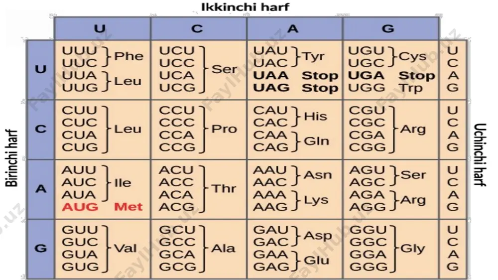 oqsil biosintezi 2 - Page 4