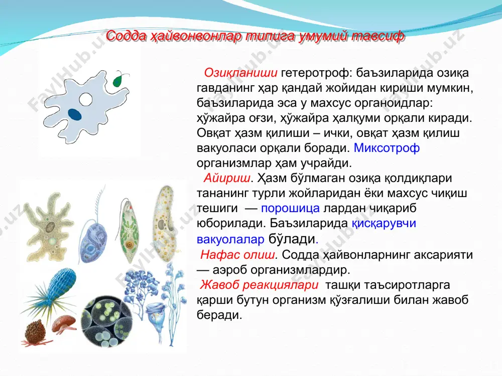 мухи. 15.2.2. класс жгутиконосцы (mastigophora) форма тела постоянная, имеется пелликула. ядро обычно одно, но есть двуядерные виды, например лямблия, и многоядерные, например опалина. органоиды движения — один или несколько жгутиков. представителей делят на два подкласса: растительные жгутиконосцы и животные жгутиконосцы. растительные жгутиконосцы способны к смешанному (миксотрофному) питанию. к ним относится эвглена зеленая, вольвокс. имеют одно ядро. бесполое размножение происходит с помощью продольного мито- тического деления клетки, половое размножение осуществляется с образованием и слиянием гамет (у вольвокса). эвглена зеленая обитает в пресных водоемах. имеет один жгутик, одно ядро, постоянную форму тела вследствие наличия пелликулы (рис. 97). в передней части клетки расположены стигма (органоид световосприятия) и сократительная вакуоль, в цитоплазме — около двадцати хроматофоров. эвгленам свойствен миксотрофный способ питания. в цитоплазме накапливаются зерна запасных питательных веществ. в передней части тела имеется глотка. размножение — только бесполое, продольным митотическим делением. рис. 97. строение эвглены: 1 — пелликула; 2 — запасные питательные вещества; 3 …