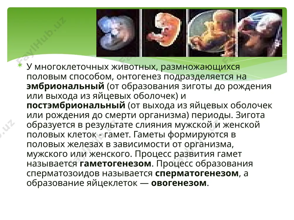 екопитающих имеет форму длинной нити. длина сперматозоида человека 50–60 мкм. в строении сперматозоида можно выделить «головку», «шейку», промежуточный отдел и хвостик. в головке находится ядро и акросома. ядро содержит гаплоидный набор хромосом. акросома — мембранный органоид, содержащий ферменты, используемые для растворения оболочек яйцеклетки. в шейке расположены две центриоли, в промежуточном отделе — митохондрии. хвостик представлен одним, у некоторых видов — двумя и более жгутиками. жгутик является органоидом движения и сходен по строению со жгутиками и ресничками простейших. для движения жгутиков используется энергия макроэргических связей атф, синтез атф происходит в митохондриях. сперматозоид открыт в 1677 году а. левенгуком. термин введен бэром в 1827 году. сперматозоиды: 1 - кролика; 2 - крысы; 3 - морской свинки: 4 - человека; 5 - десятиногого рака; 6 - паука; 7 - жука; 8 - хвоша; 9 - мха; 10 - папоротника. осуществляется в яичниках, подразделяется на три фазы: 1) размножения, 2) роста, 3) созревания. овогенез …
