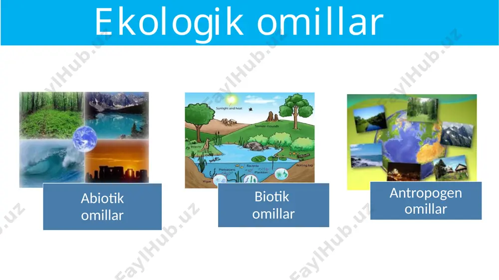 ekologik omillar - Page 2