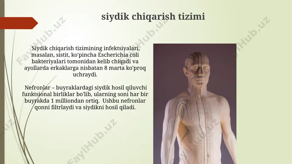 i kurashda muhim rol o'ynaydi. reproduktiv tizimi inson tanasida, taxminan 28 kunlik aylanish davri bilan, ovulyatsiya jarayoni orqali, tuxum hujayralari tuba uterina deb ataluvchi bachadon naychasiga chiqariladi. ayollarning reproduktiv tizimi tuxumdonlar, bachadon naychalari va bachadonni o'z ichiga oladi. bachadon taxminan 7,5 sm uzunlikda bo'lib, homila rivojlanishi uchun muhit yaratadi. hissiy organlar quloqdagi 15000 dan ortiq soch hujayralari turli chastotalardagi tovushlarni qabul qilib, miya tomon signallarni yuborishi natijasida biz eshitish qobiliyatiga egamiz. inson tanasida taxminan 7 million sezuvchi hujayra mavjud bo'lib, ularning 5 milliondan ortig'i ko'z retinasida joylashgan. e'tiboringiz uchun rahmat @taqdimot_robot image1.jpg image2.jpg image3.jpg image4.jpg image5.jpg image6.jpg image7.jpg image8.jpg image9.jpg image10.jpg image11.jpg image12.jpg
