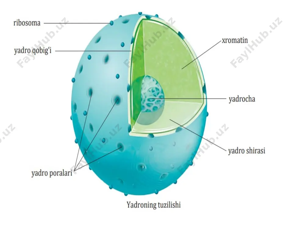 suyuqlik bo‘lib, xromatin, yadroning tarkibiy qismlari va metabolik jarayonlar uchun zarur bo‘lgan moddalarni o‘z ichiga oladi. karioplazmaning tuzilishi karioplazma yarim suyuq yoki kolloid modda bo‘lib, u quyidagi asosiy komponentlardan iborat: suv karioplazmaning asosiy qismini (taxminan 70-90%) tashkil qiladi. suvda turli ionlar, oqsillar, fermentlar va boshqa organik moddalarning eritmalari bo‘ladi. organik moddalar oqsillar – asosiy tarkibiy qismlardan biri bo‘lib, yadroning funksiyalarini bajarishda ishtirok etadi. nuklein kislotalar – dnk va rnk shaklida bo‘lib, genetik axborotni saqlaydi va ifodalaydi. fermentlar – yadroviy jarayonlarni, jumladan transkripsiya, replikatsiya va rnk modifikatsiyasini boshqaradi. anorganik moddalar kaliy, natriy, magniy, kalsiy ionlari – yadro ichidagi ion muvozanatini saqlaydi. fosfat va sulfat birikmalari – metabolik jarayonlarda muhim rol o‘ynaydi. yadro skeleti (nuklear matritsa) yadroni shakllantiruvchi oqsil to‘ridan iborat tuzilma. xromatin va boshqa yadro tarkibiy qismlarining joylashishini ta’minlaydi. karioplazmaning funktsiyalari ichki muhitni saqlash yadro organoidlari uchun optimal muhit yaratadi. genetik axborotni saqlash va boshqarish dnk va rnk molekulalarini barqaror saqlaydi …